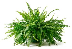 $12.00 Boston Fern