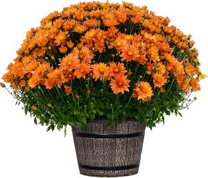 $12.99 Mums, 10 inch